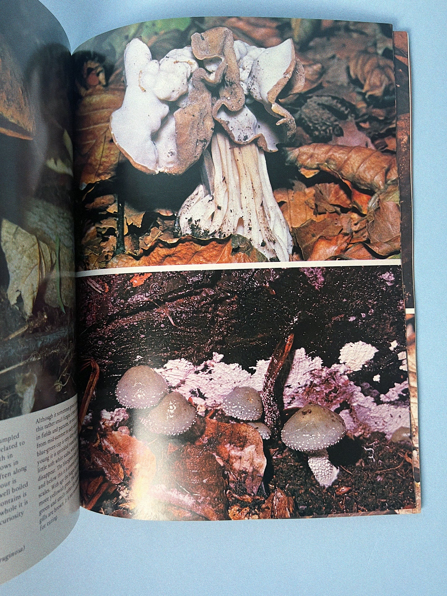 Vintage All Colour Book of Mushrooms and Fungi