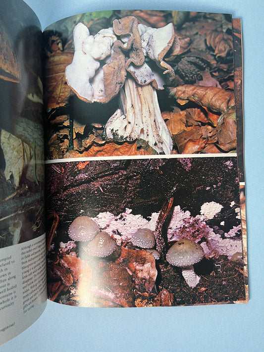 Vintage All Colour Book of Mushrooms and Fungi