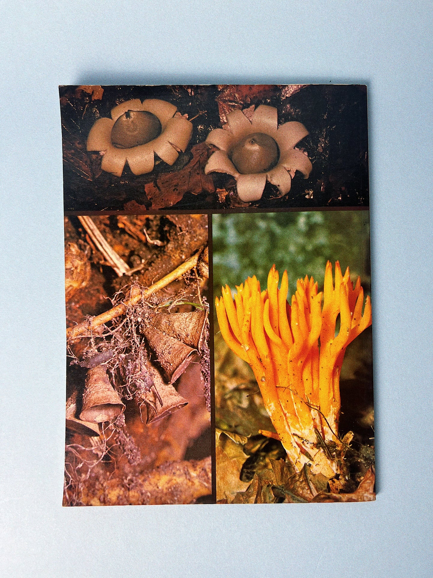 Vintage All Colour Book of Mushrooms and Fungi