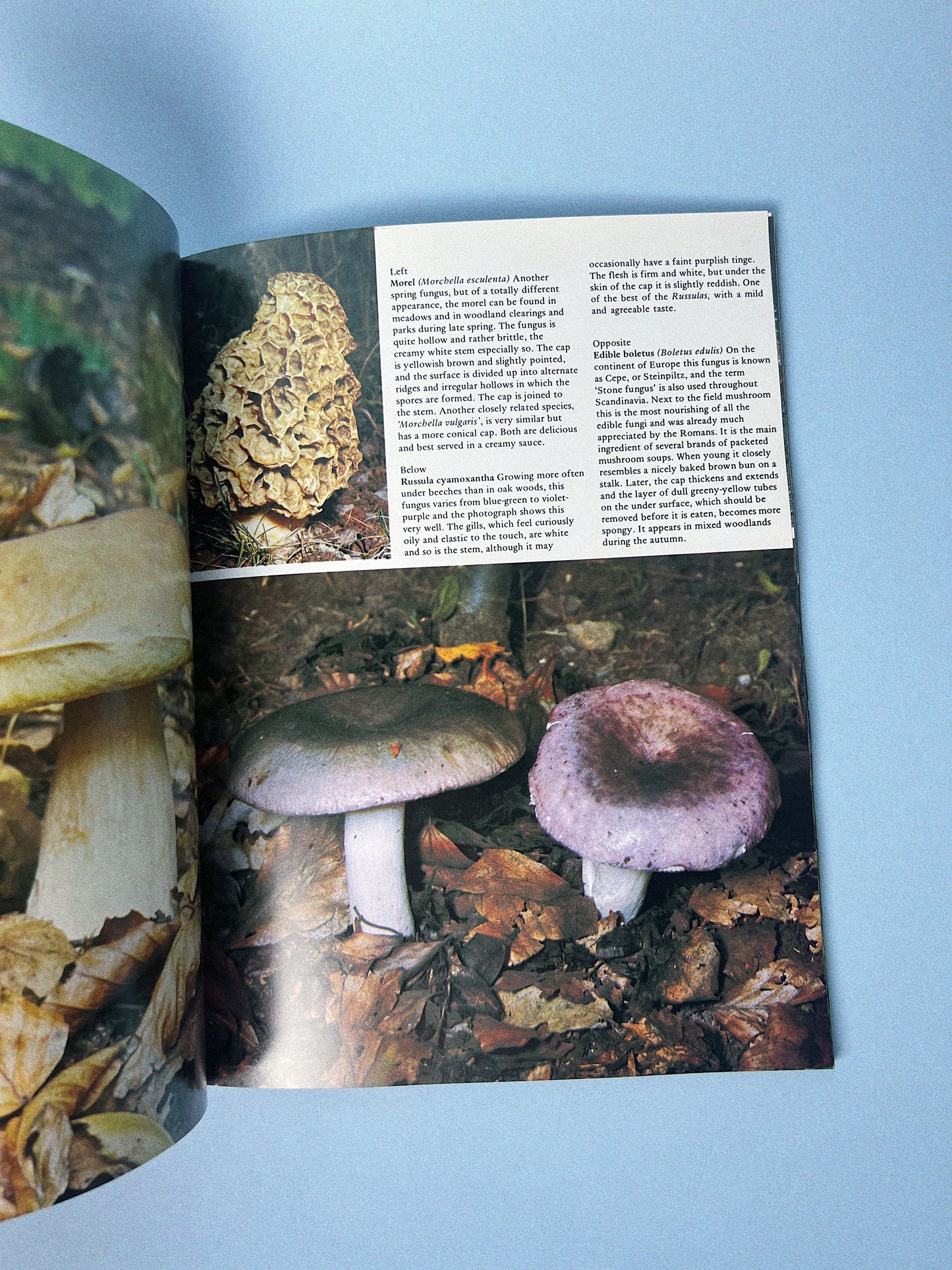 Vintage All Colour Book of Mushrooms and Fungi