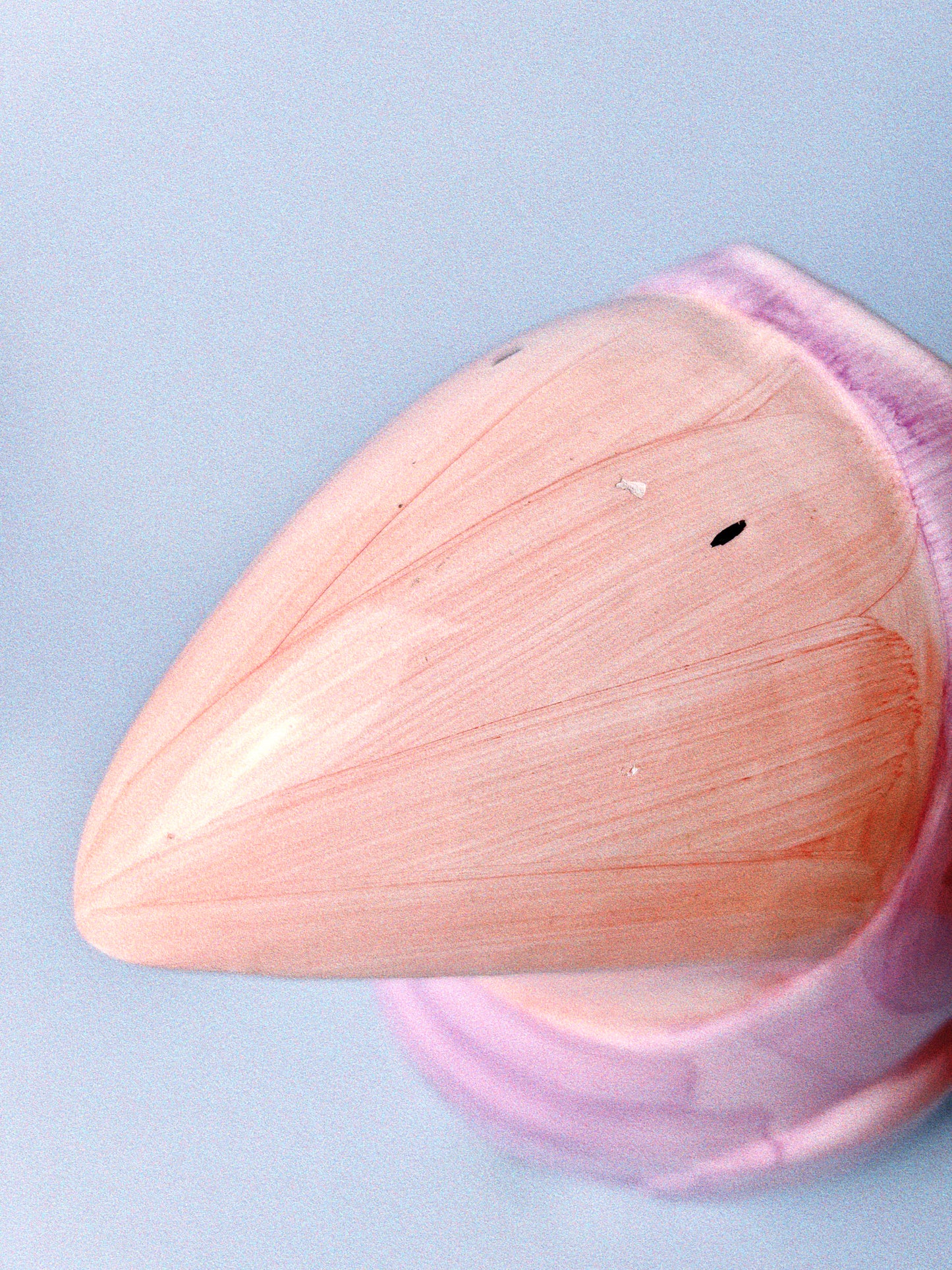 Pete the Parrot Pitcher