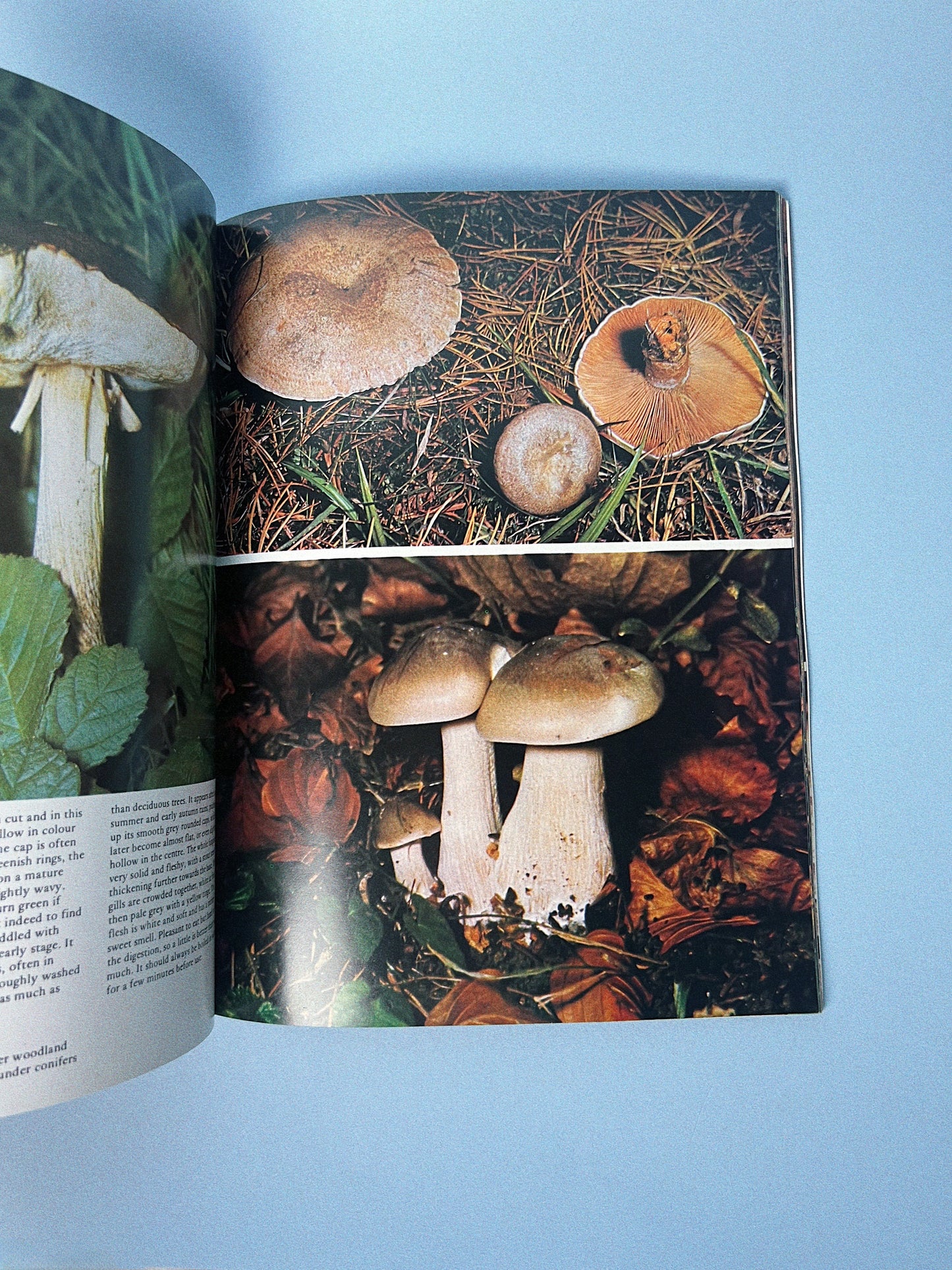 Vintage All Colour Book of Mushrooms and Fungi