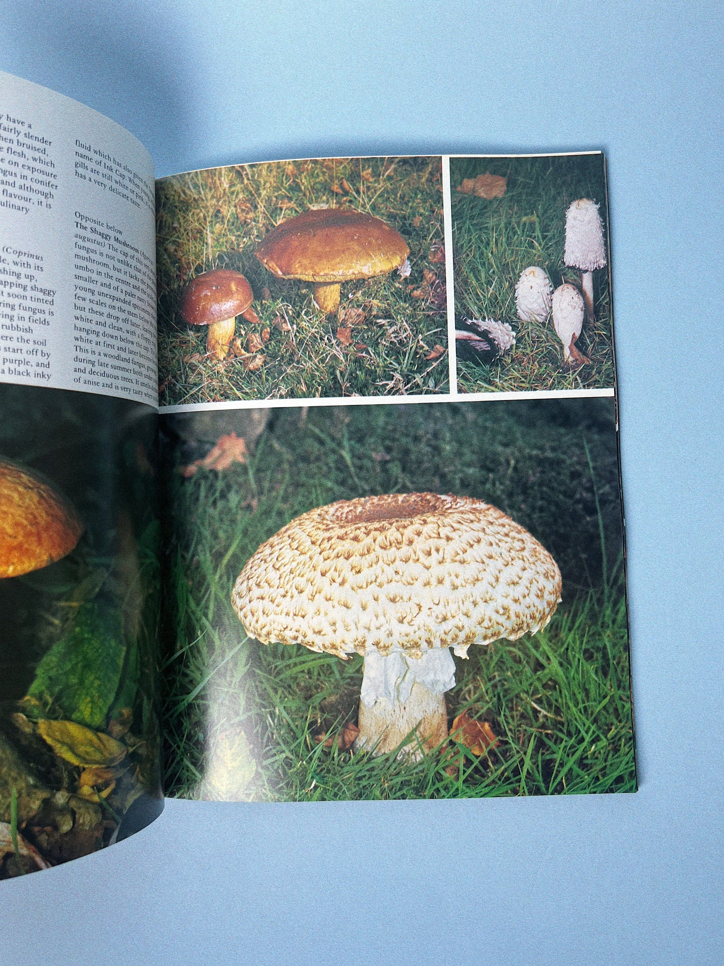 Vintage All Colour Book of Mushrooms and Fungi
