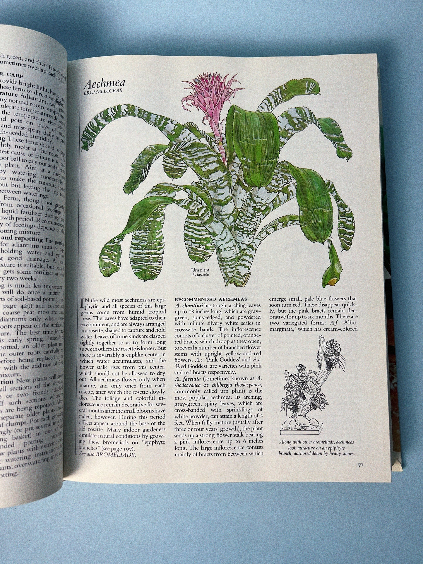 Vintage Reader’s Digest Book Success with Houseplants