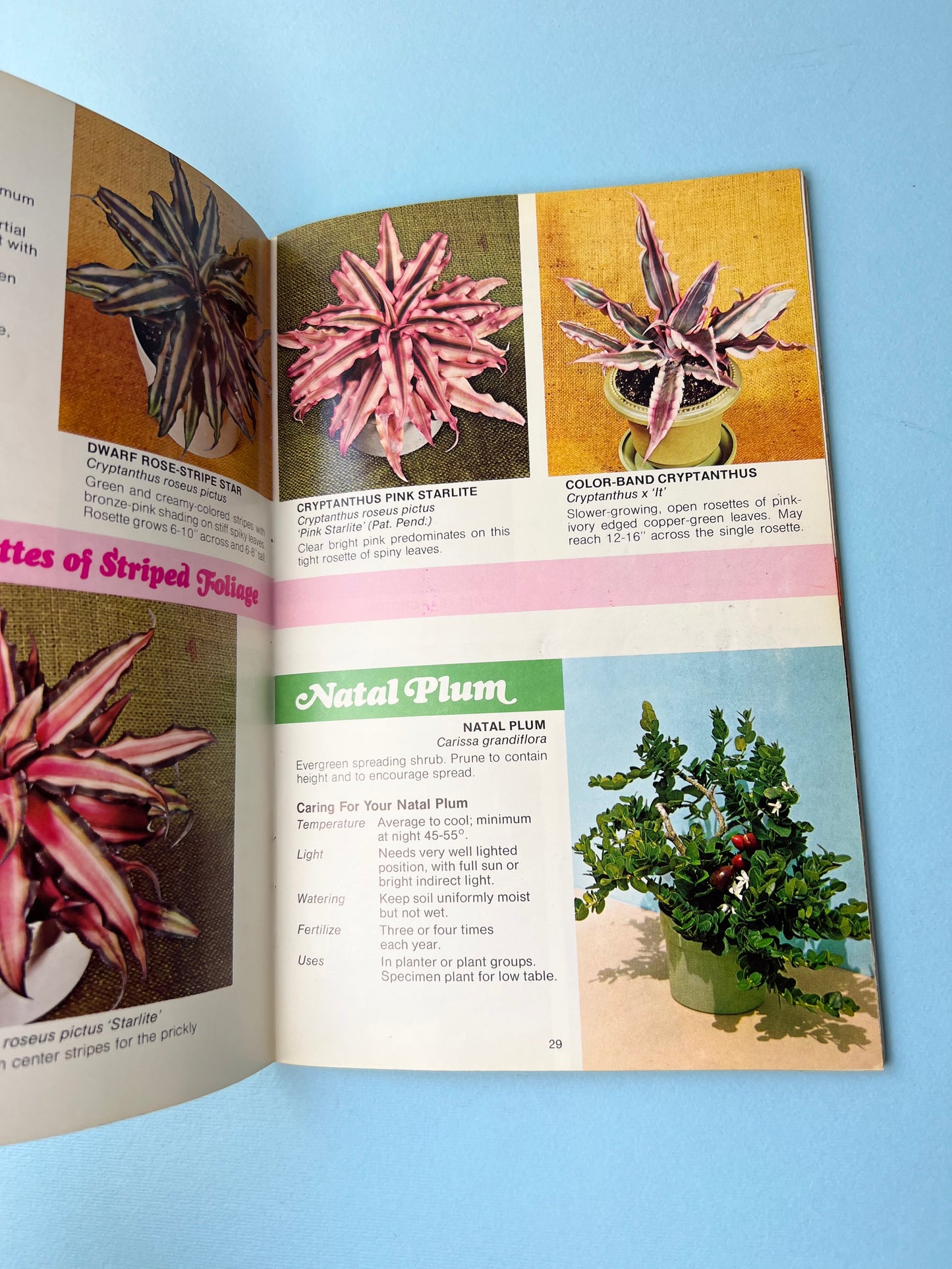 Vintage Foliage Plants for Modern Living Book