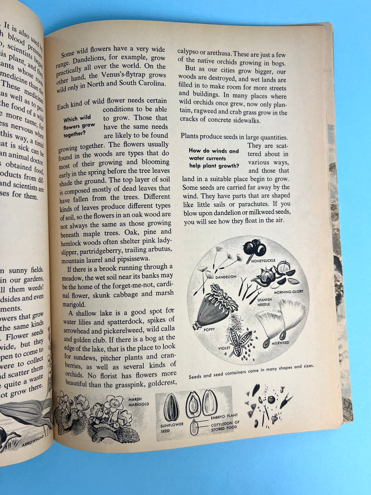 The HOW AND WHY Wonder Book of WILDFLOWERS