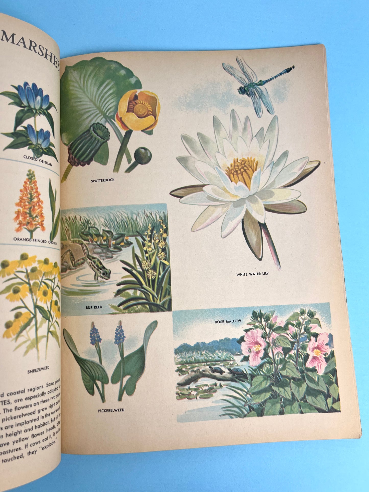 The HOW AND WHY Wonder Book of WILDFLOWERS