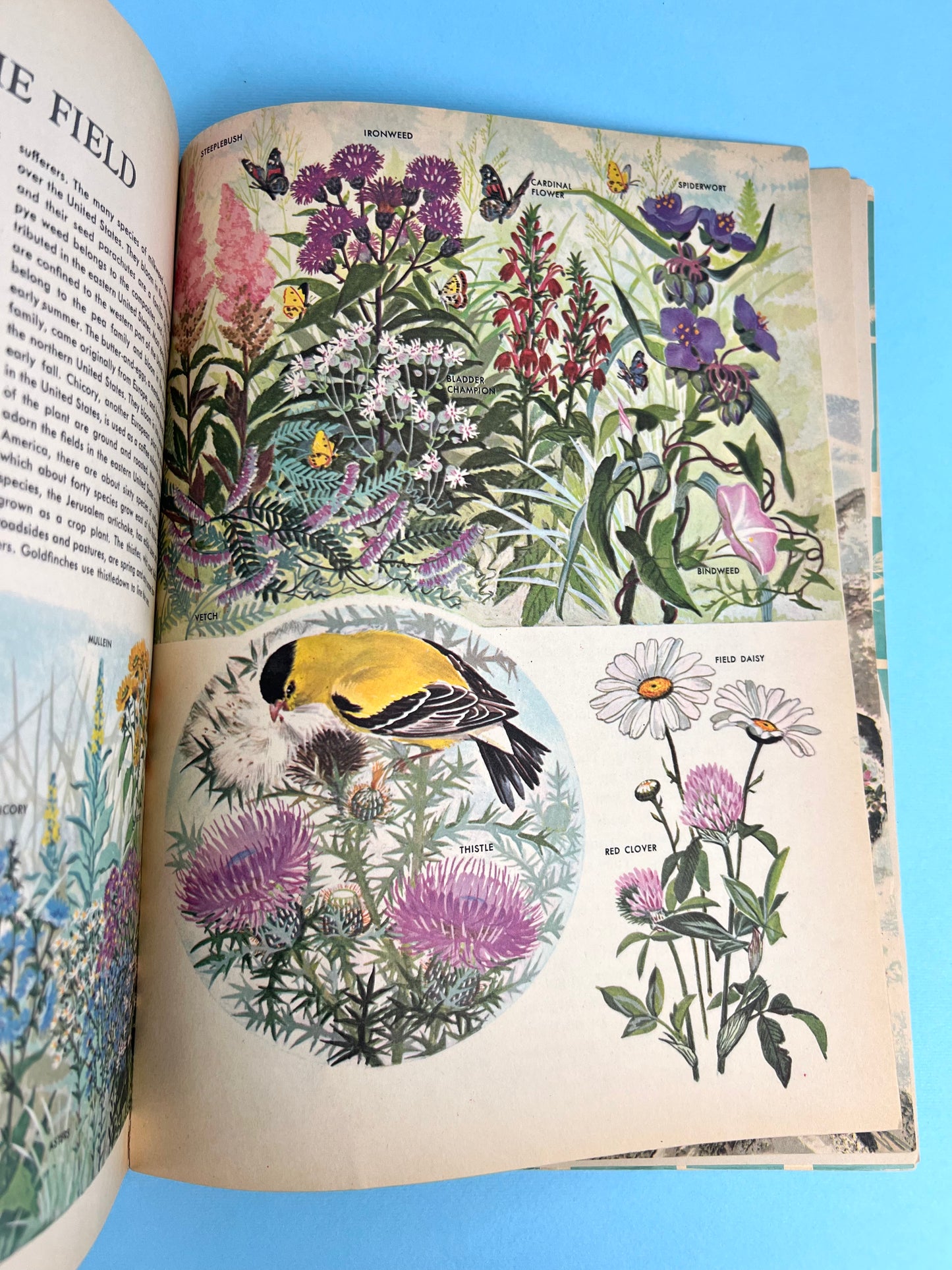 The HOW AND WHY Wonder Book of WILDFLOWERS