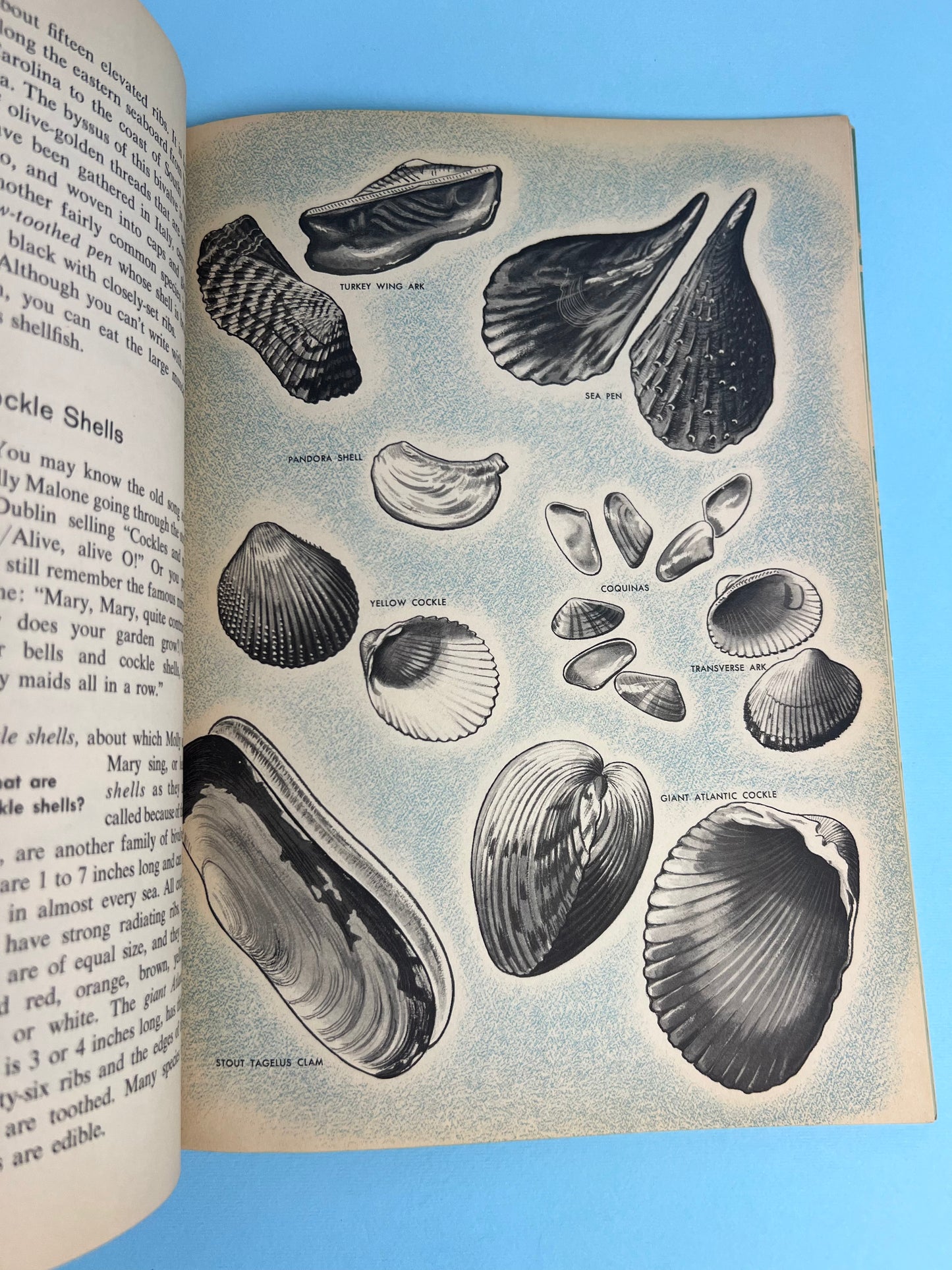 The HOW AND WHY Wonder Book of SEASHELLS
