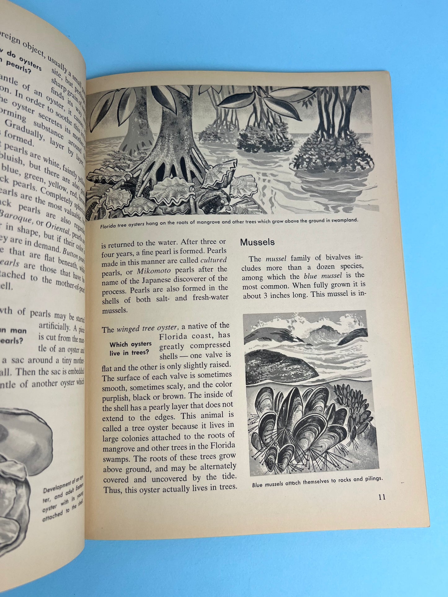 The HOW AND WHY Wonder Book of SEASHELLS