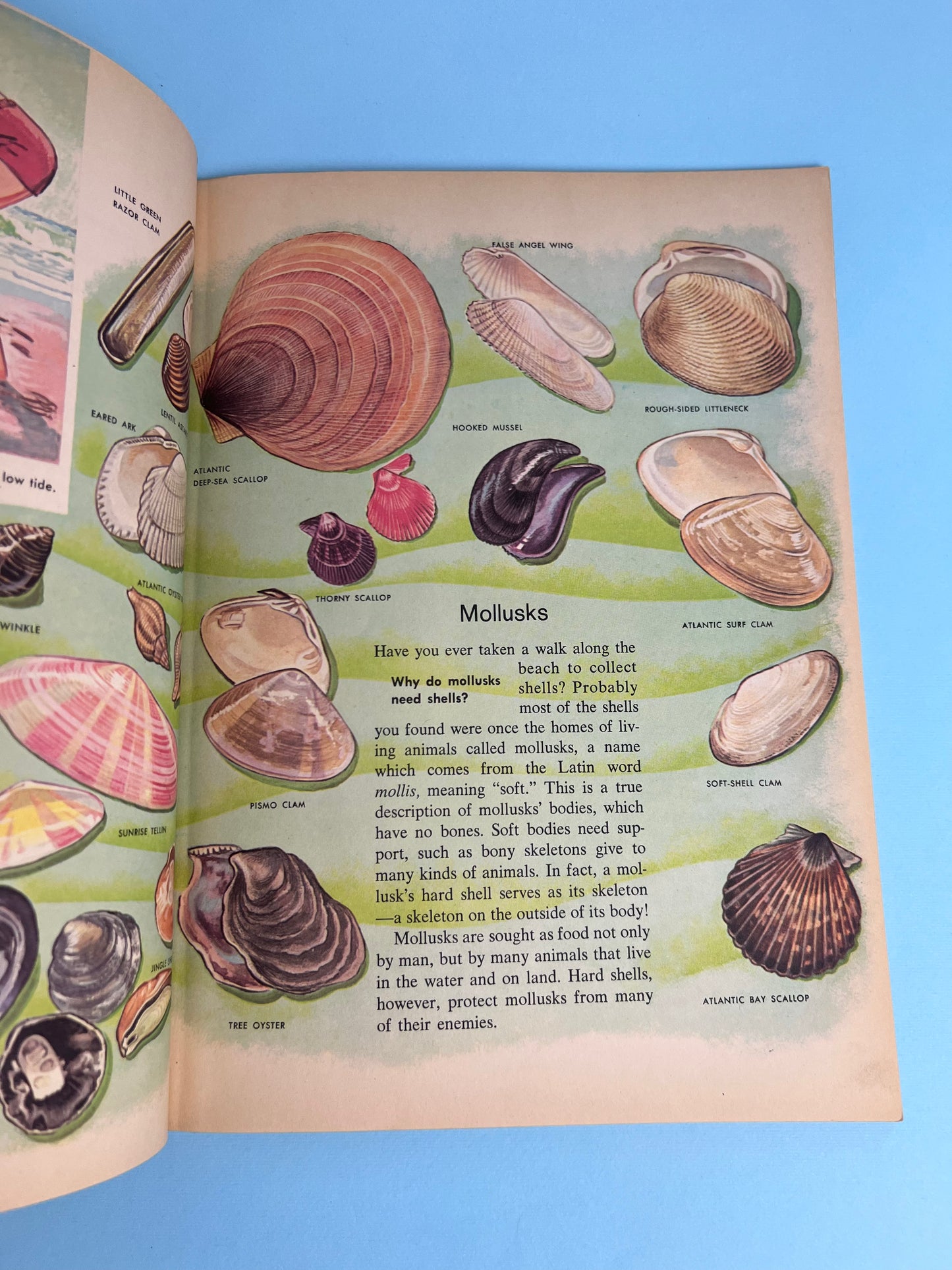 The HOW AND WHY Wonder Book of SEASHELLS
