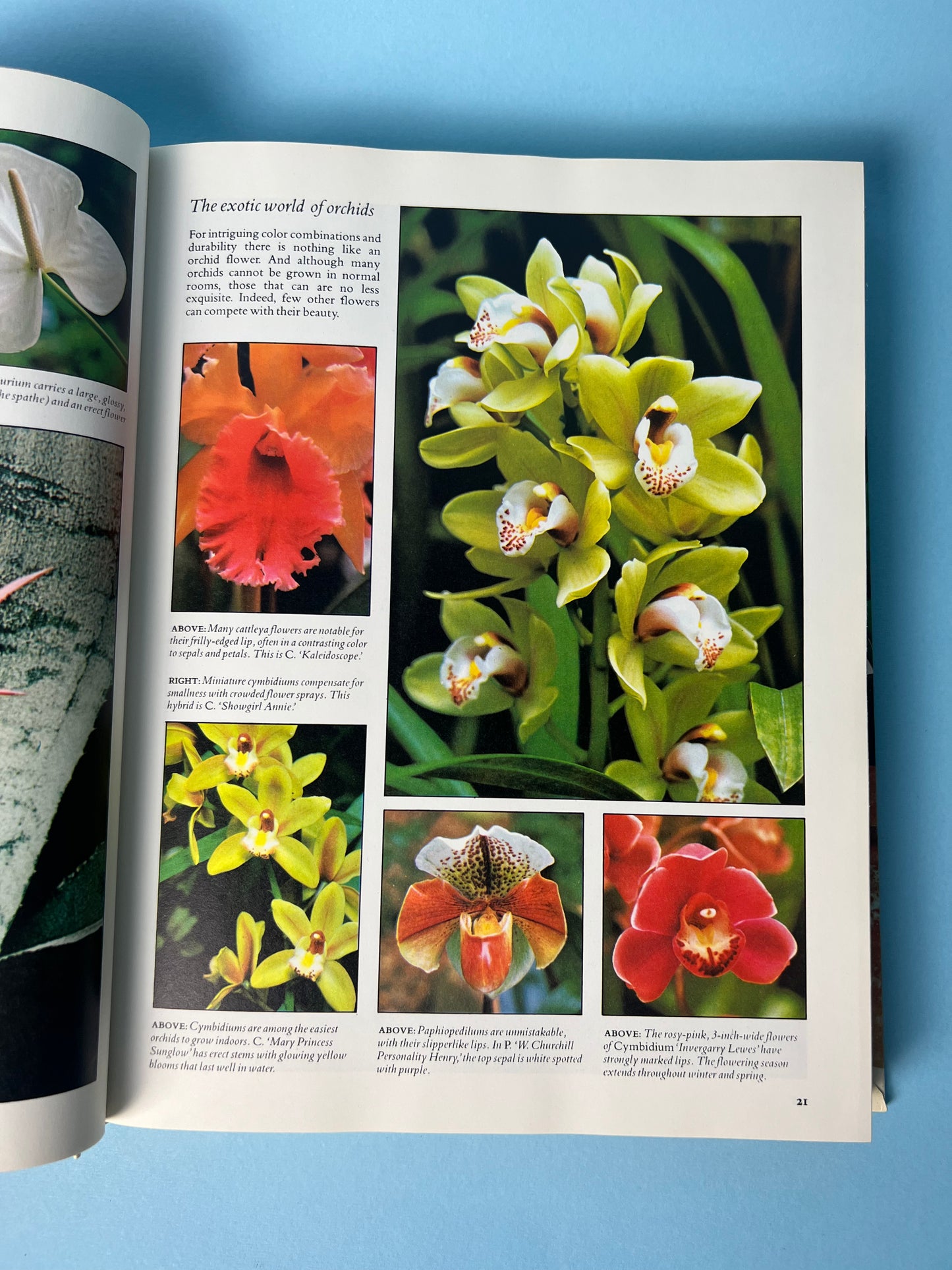 Vintage Reader’s Digest Book Success with Houseplants